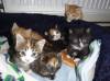 SOUTH SOMERSET NEWS: Terrified kittens left abandoned