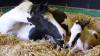 SOUTH SOMERSET NEWS: Animal sanctuary welcomes its first foal birth