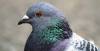 YEOVIL NEWS: Netting stops the pigeon