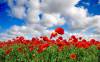 SOMERSET NEWS: Plant some poppy seeds - we shall remember them