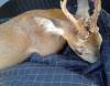 SOMERSET NEWS: Police woman helps save young injured deer