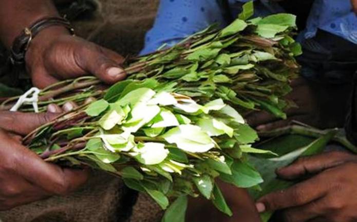 SOMERSET NEWS: Khat becomes an officially BANNED substance