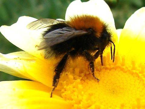 SOUTH SOMERSET NEWS: Busy summer with bumble bees problems!