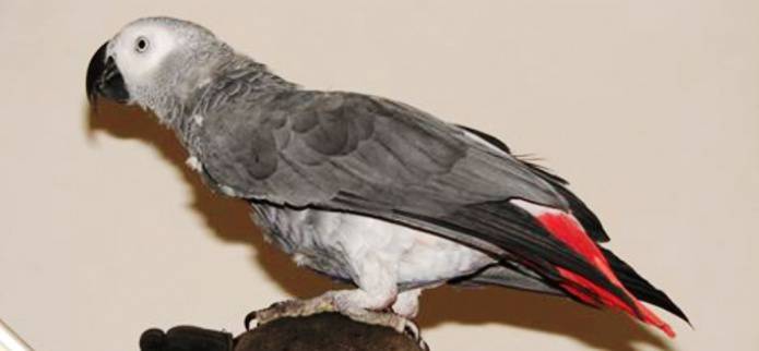 YEOVIL NEWS: Missing Oliver the parrot is back home!
