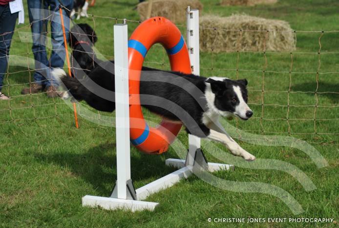 SOUTH SOMERSET NEWS: Barking success for fun dog show!