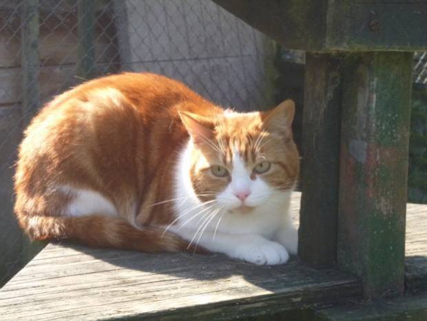 SOUTH SOMERSET NEWS: Meet Rusty the swimming cat!