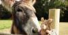 YEOVIL NEWS: Lost toy donkey gets new home and new name!