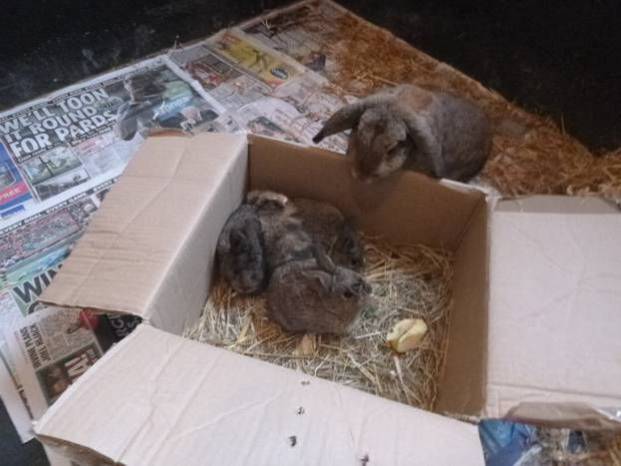 SOUTH SOMERSET NEWS: Pet bunnies left dumped in cardboard boxes