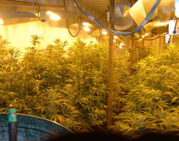 SOMERSET NEWS: Underground cannabis factory producers told to stump up the cash