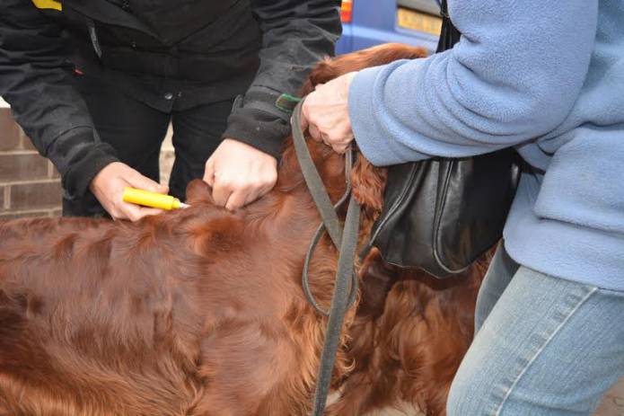 SOUTH SOMERSET NEWS: More chances to get your dog microchipped for FREE!