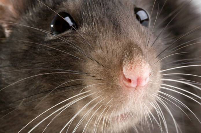 YEOVIL NEWS: Rat bait could be used to catch Ninesprings vermin
