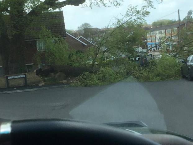 YEOVIL NEWS: Tree goes down in St Johns Road