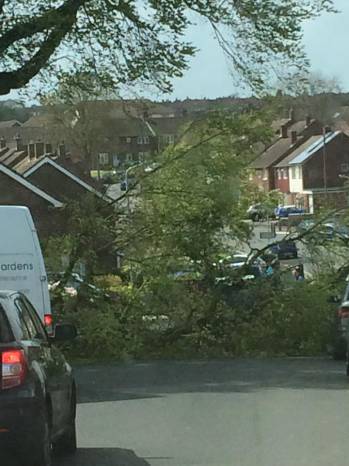 YEOVIL NEWS: Tree goes down in St Johns Road