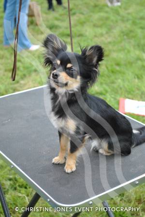 Ilminster Lions Club’s charity dog jamboree – May 10, 2015: The Dillington estate near Ilminster was the scene for a fundraising charity dog jamboree. Photo 5