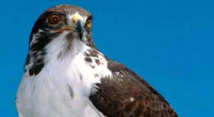 YEOVIL NEWS: People left bloodied in buzzard attacks