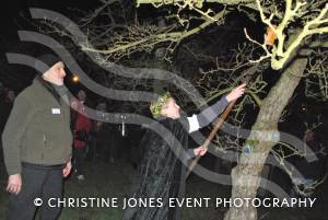 Wassailing with Shepton Mallet Cider Mill - Jan 17, 2013: Wassail Queen Lucy Carter places a piece of toast, soaked in cider, in an apple tree to attract robins, the embodiment of good spirits bringing fertility to the orchard. Photo 9