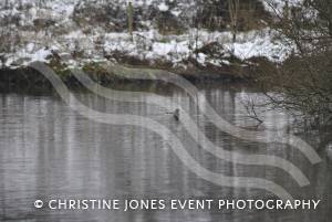 Yeovil Country Park in the snow - Jan 19, 2013: Photo 6