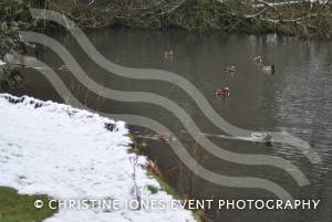 Yeovil Country Park in the snow - Jan 19, 2013: Photo 8