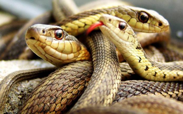 SOUTH SOMERSET NEWS: Pet snakes are banned from animal blessing service - the priest has a phobia about them!