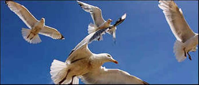 SOUTH SOMERSET NEWS: Don't feed the birds!
