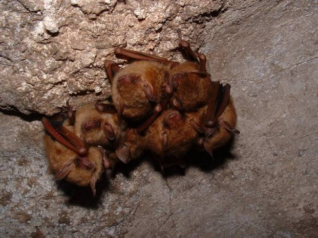 SOUTH SOMERSET NEWS: Protecting bats at former Dairy Crest site