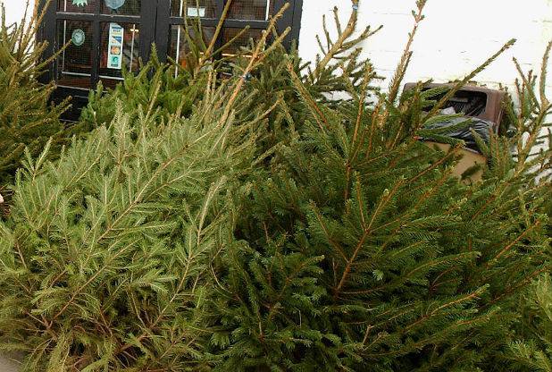 south somerset news recycling natural christmas trees south somerset news recycling natural christmas trees