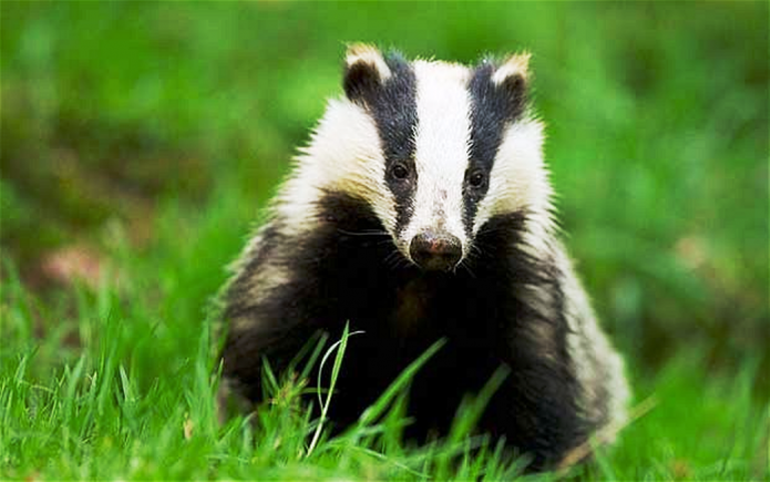 YEOVIL NEWS: Cat owners beware – dangerous badger on the loose